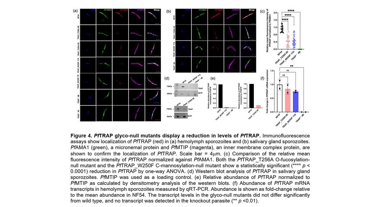 CzerwinsMarcin's tweet image. Glycosylation of thrombospondin type 1 repeat (TSR) domain-bearing protein PfTRAP is essential for infection of mosquito salivary glands tinyurl.com/4jhdrshz
#glycotime
#malaria