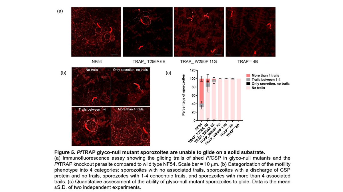 CzerwinsMarcin's tweet image. Glycosylation of thrombospondin type 1 repeat (TSR) domain-bearing protein PfTRAP is essential for infection of mosquito salivary glands tinyurl.com/4jhdrshz
#glycotime
#malaria