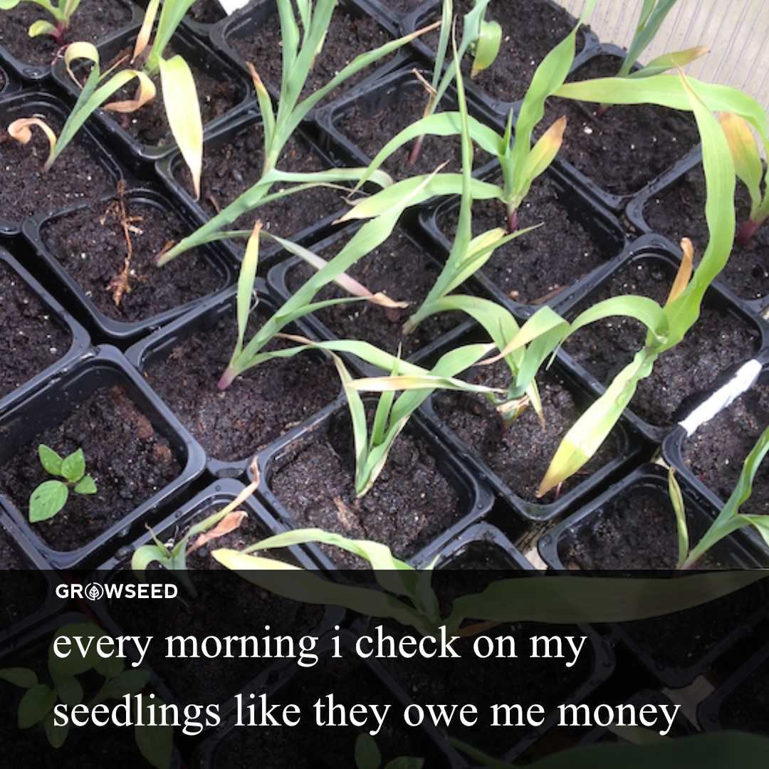 Growseed tweet media