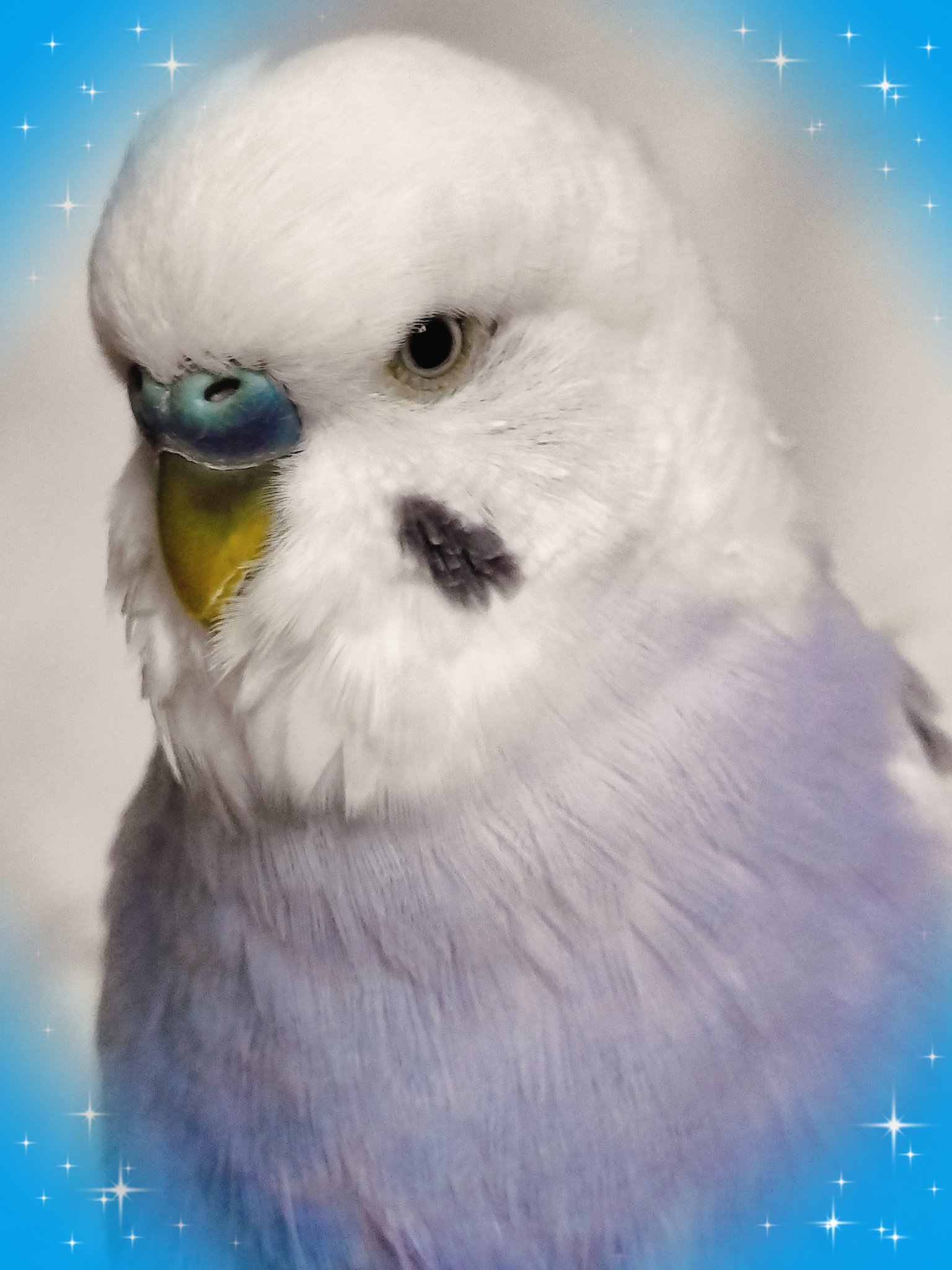 セキセイインコ ベレー帽 Amazon.co.jp: ダイカイ 帽子をかぶるセキセイインコ 7.6×4.8
