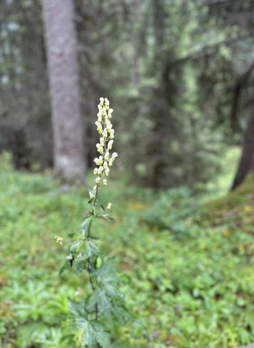 Gargellen 🇦🇹 (@gargellen_) on Twitter photo 