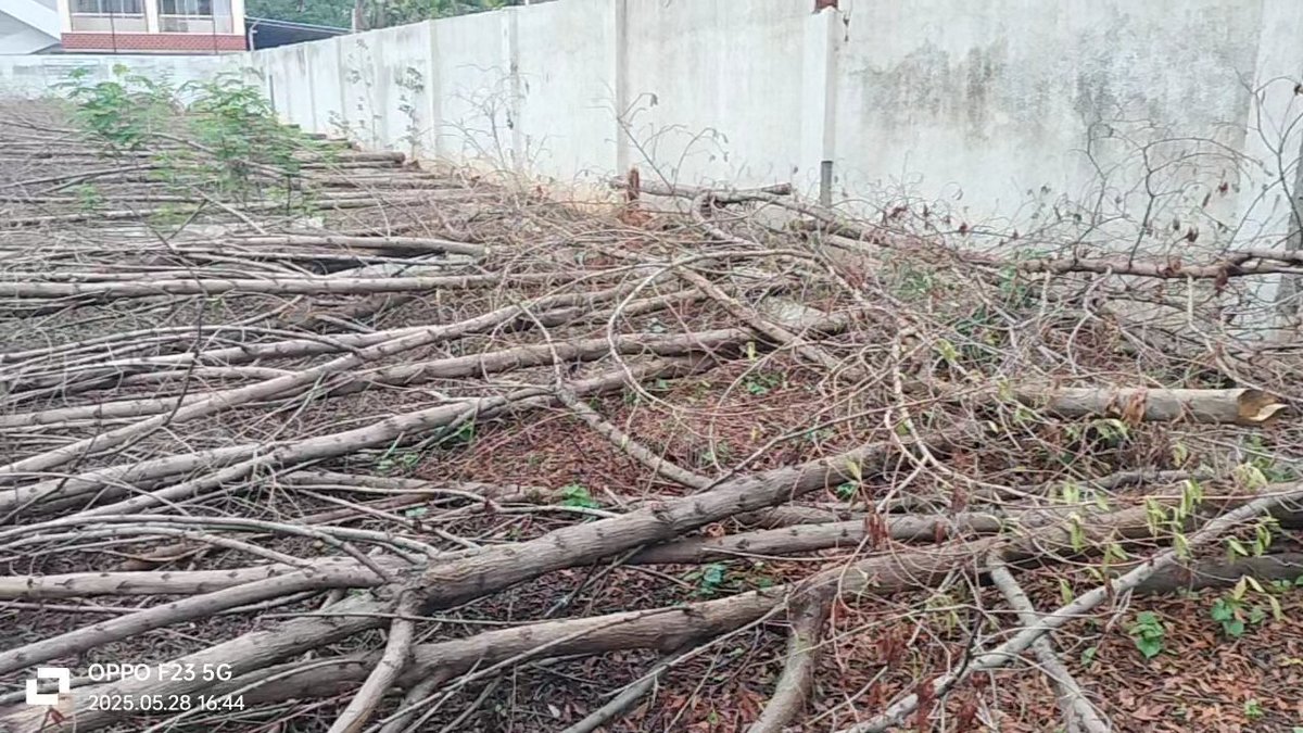 aam_junaid's tweet image. Shocking! Trees planted under @HarithaHaram at Bodhan MLA Camp Office 4 years ago have been suddenly cut down.
Who gave permission? Was the Forest Dept informed? Such acts destroy public trust in green initiatives.We demand an inquiry by  @Collector_NZB
@seethakkaMLA #savegreen