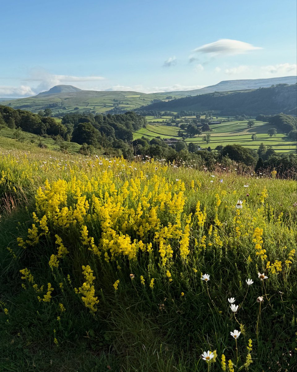 MARKCORNER16's tweet image. Lady’s Bedstraw on the side of Giggleswick quarry, with Pen y Ghent in the distance and, I think, a lenticular cloud!