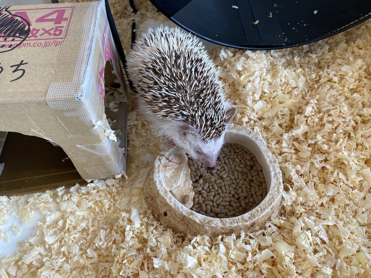 kahoku_zoo's tweet image. 今日も1日、お疲れ様でした〰️🌆🦔🐰 #癒し #お疲れ様でした #河北町児童動物園