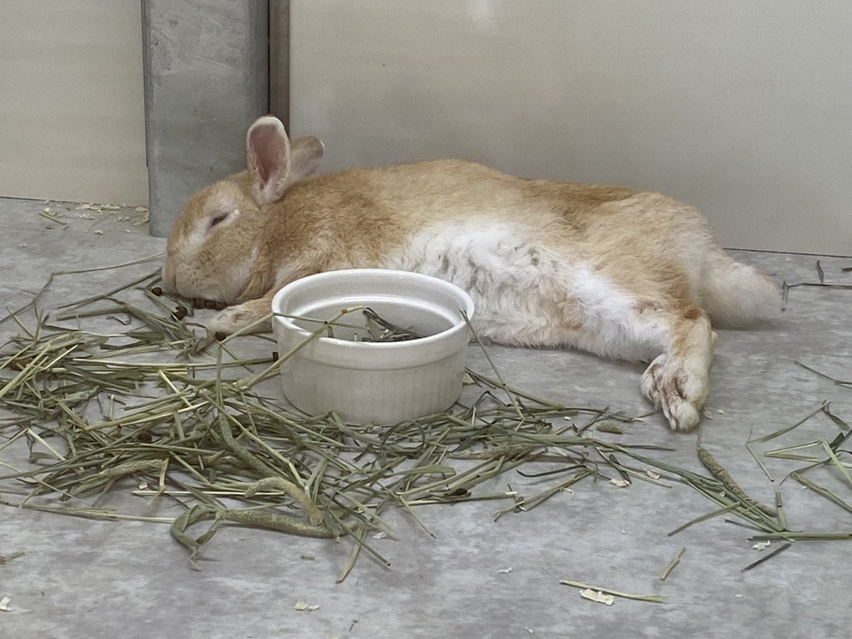 kahoku_zoo's tweet image. 今日も1日、お疲れ様でした〰️🌆🦔🐰 #癒し #お疲れ様でした #河北町児童動物園