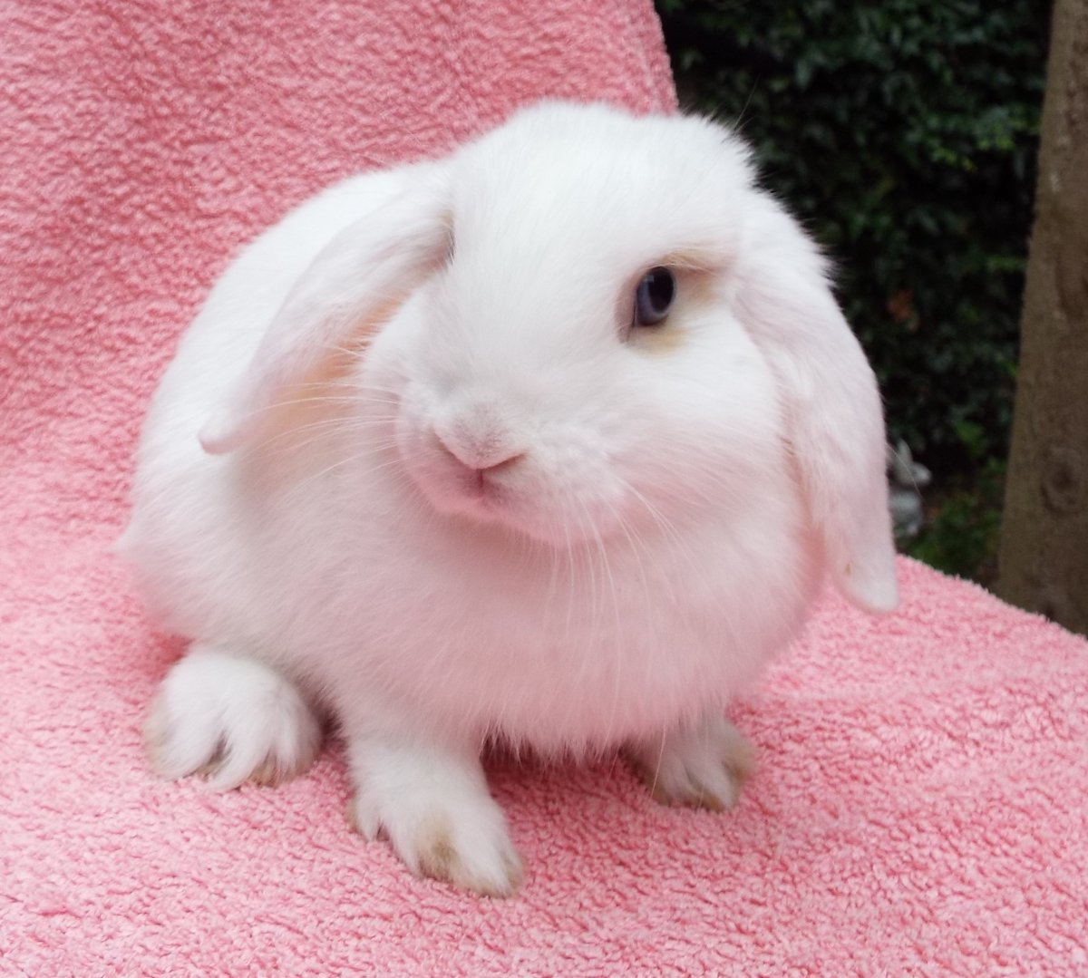 This is Bubbles who's new in, she was found stray and handed into a local vets, no one has claimed her so she's come to us to find a new home, she's only about 8 weeks old and very cute. We have another young stray we're hoping to bond her with. #rabbits #bunnies #thursdayvibes