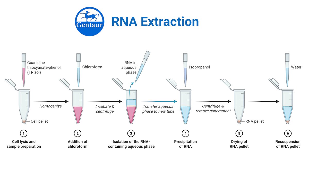 🌟 TRIzol® – złoty standard w ekstrakcji RNA. 6‑etapowy workflow Gentaur: lizys komórek ➡ rozdział faz ➡ oczyszczanie RNA w minuty. Gotowe do RT‑qPCR &amp; RNA‑seq. 🔬🧬 
#EkstrakcjaRNA #Genomika #Gentaur