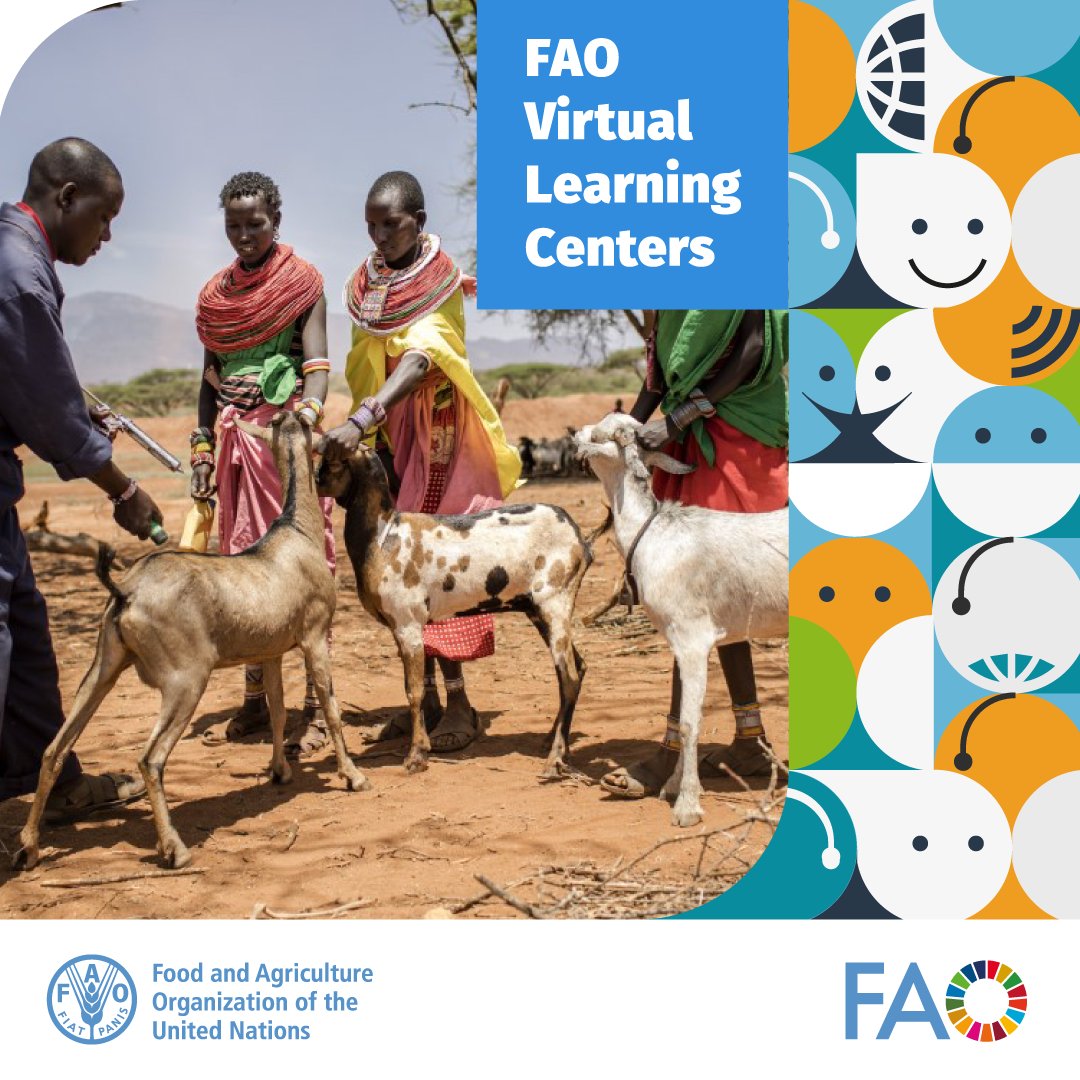FAOLivestock's tweet photo. When transboundary animal diseases emerge, a rapid, coordinated response is essential.

Training becomes a critical enabler for effective action.

Discover how @FAO Virtual Learning Centers help countries in tackling animal health emergencies.

👉https://t.co/Bj4Kuz3GMz https://t.co/Ro5lZ59H5H