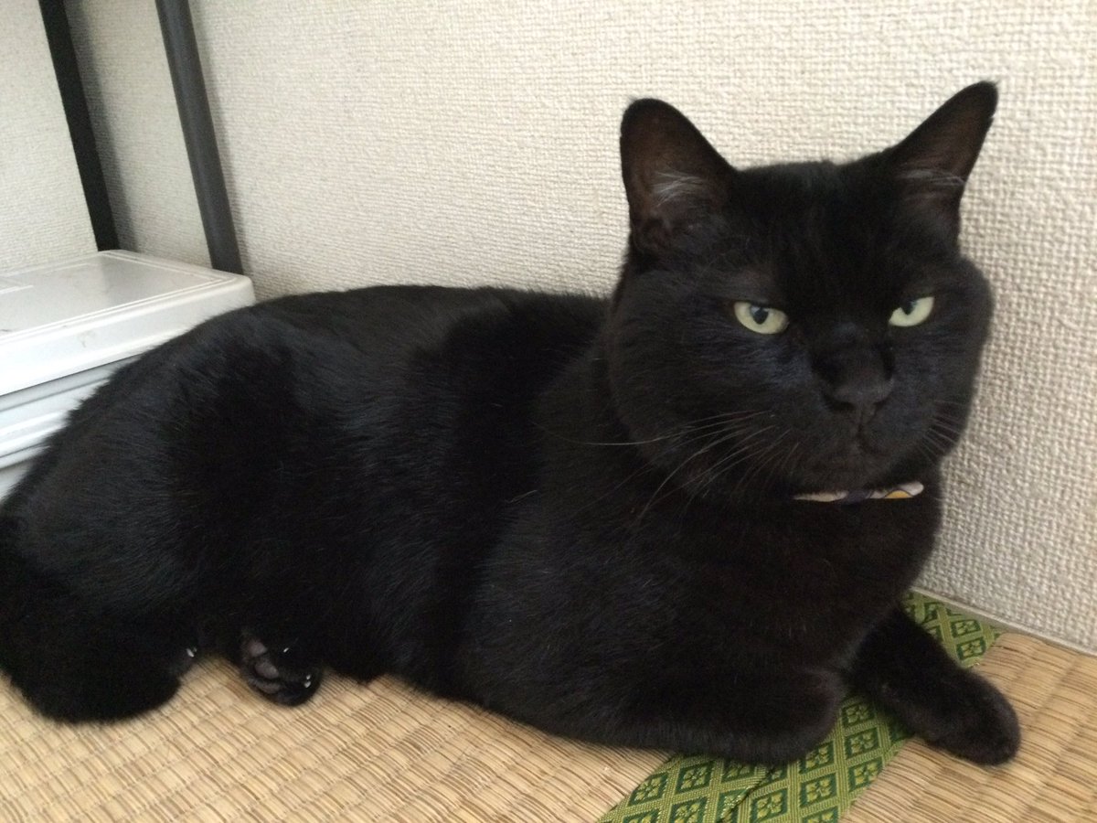 黒ねこです。 1623932969-777x813.png.jpg?h=