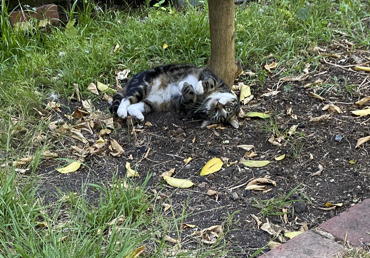 GetsPuppy's tweet image. #ThrowbackThursday to me rolling under the lemon tree. Judging by the weeds it could be yesterday 😹❤️ #RosieTheCat