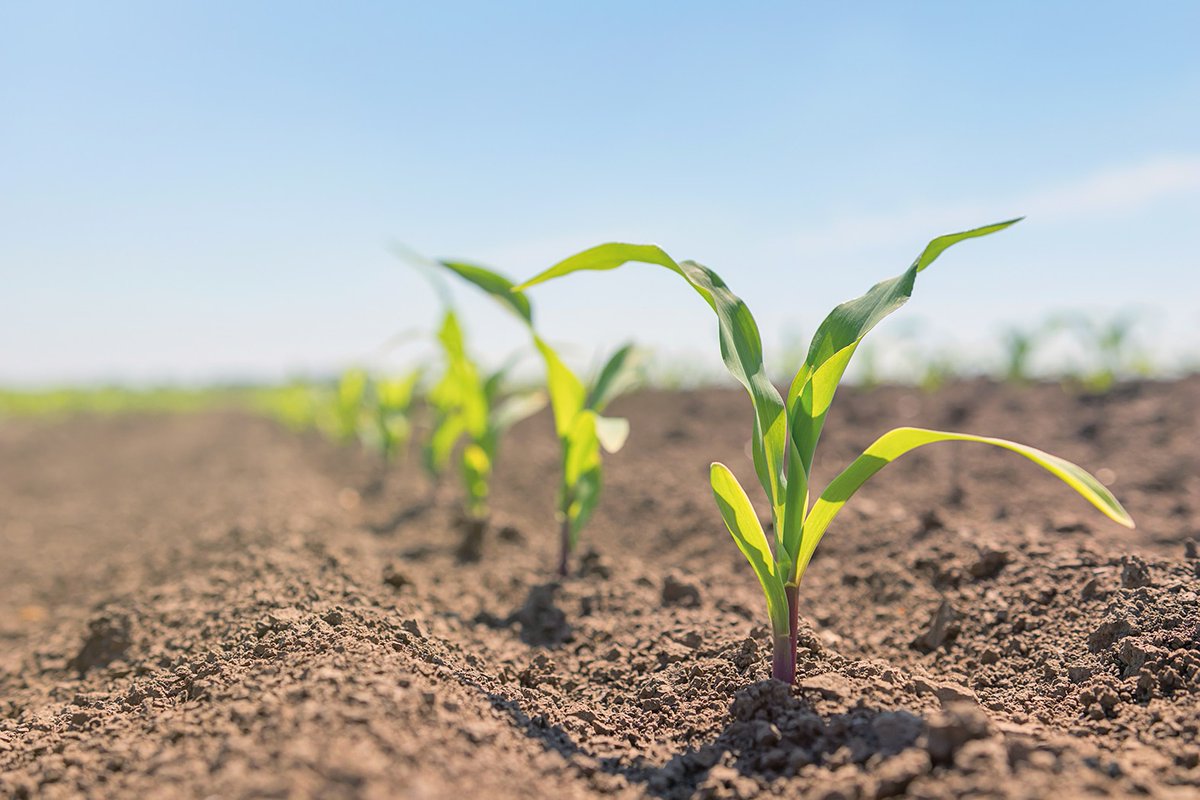 Research : Soil microbes follow 3 distinct patterns when pH changes: death in acid, nutrient limits at neutral, and rare #bacteria exploding in growth at high pH. Changes how we understand soil ecosystems 👉 ow.ly/5xqa50Wr1wf @nature #SoilMicrobiome #OneHealth