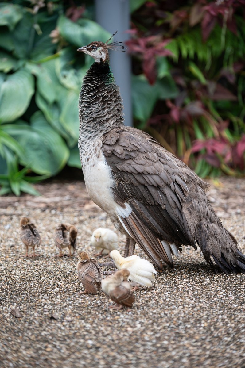 Mama on a mission!🦚

A peahen &amp; her chicks have been exploring, including 2 rare white chicks among them. They’re currently nesting in the plant sales area, so please keep dogs away from that space while the chicks are there.

#JohnstownCastle #IrishHeritageTrust #VisitWexford