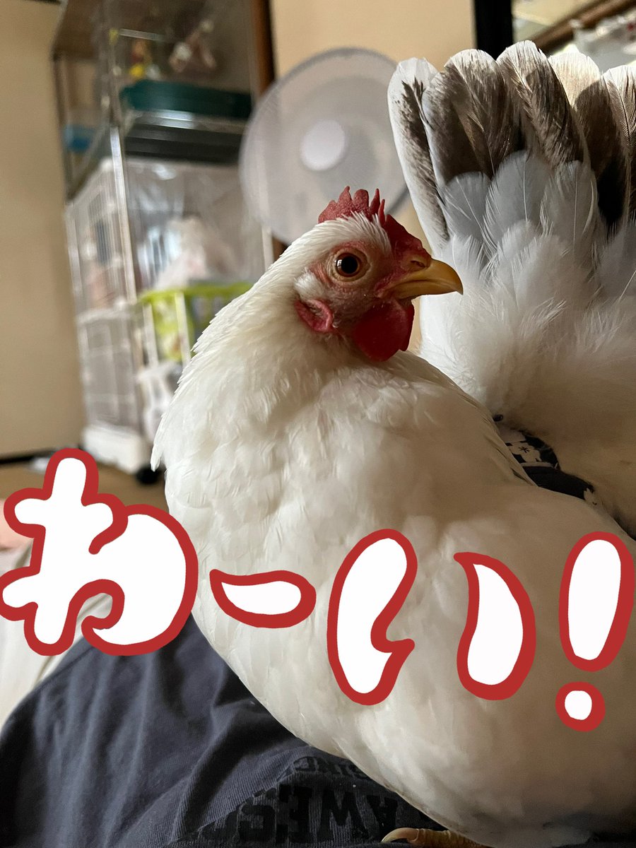pipipimimimi3's tweet image. うにちゃんの新しいおむつ届いたよ♡

かわいらちいわ〜🐔

 #チャボ
 #にわとり
 #おむつ
 #トリトレット