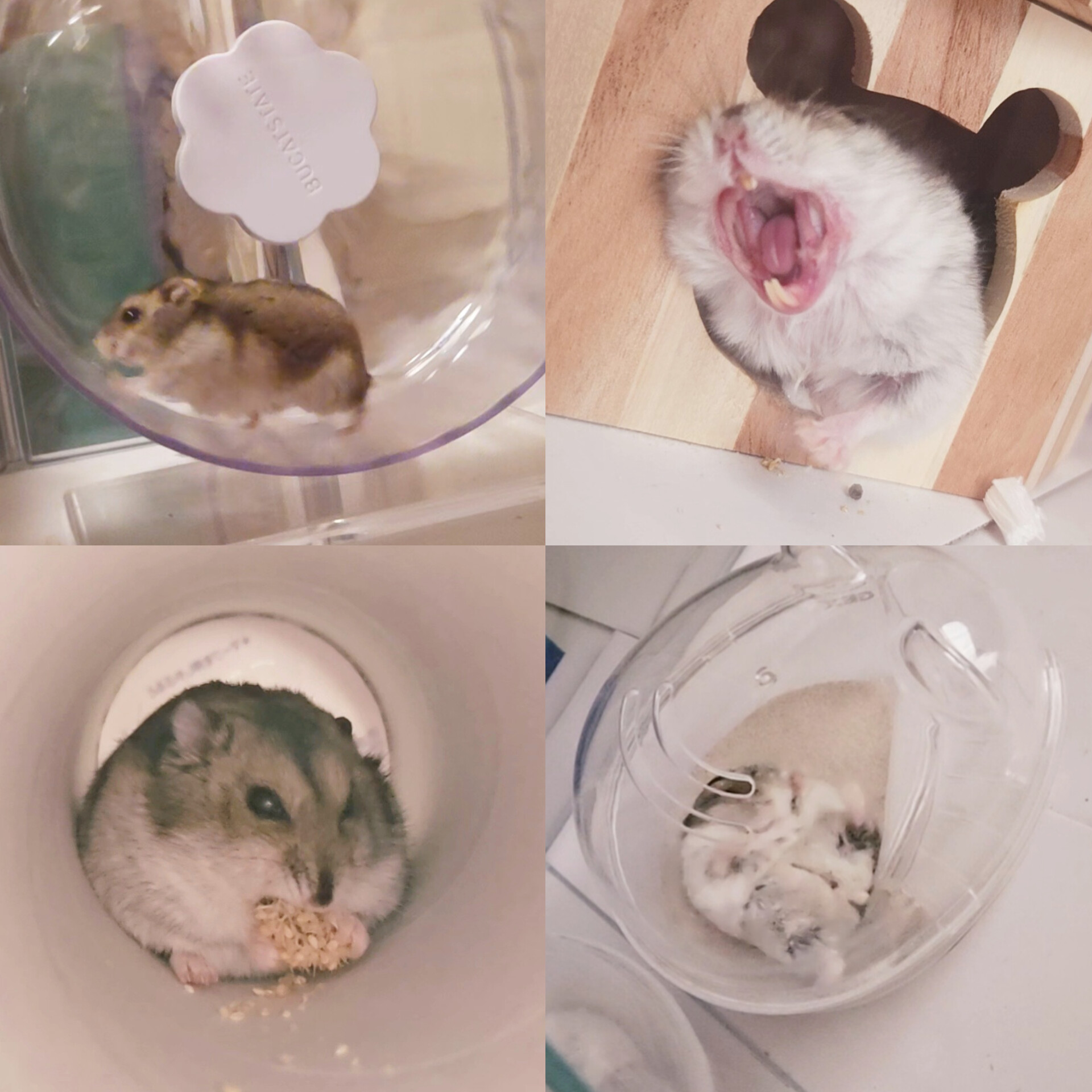 ♡お花が沢山咲く場所で ハムちゃんズ♡お花見 桜 ハムスター ハムちゃん | 近所の神社⛩️ 桜🌸咲いてました #桜咲く #神社