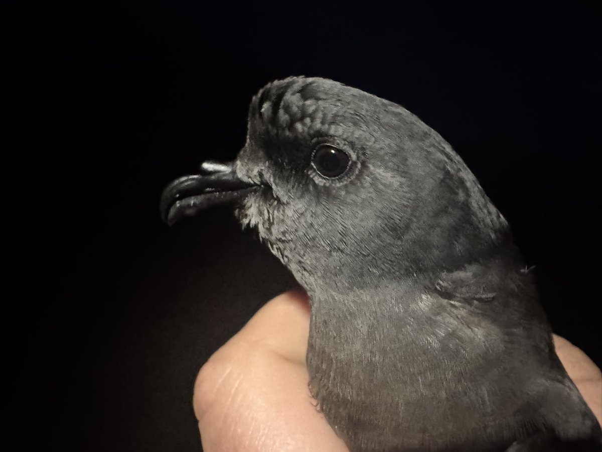 Three nights and three Leach’s Petrels! We’ve also caught 118 Storm Petrels, a great start to the Stormy sessions