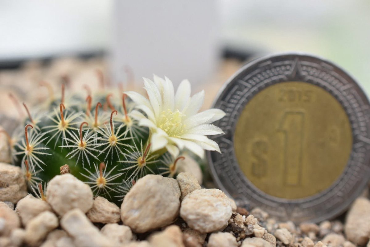 ¡Nueva especie de #cactus miniatura descubierta en México! 🥹🌵🇲🇽

#Mammillaria scoria sp. nov. (Cactaceae). Especie microendémica del estado de #Querétaro.

polibotanica.mx/index.php/poli…