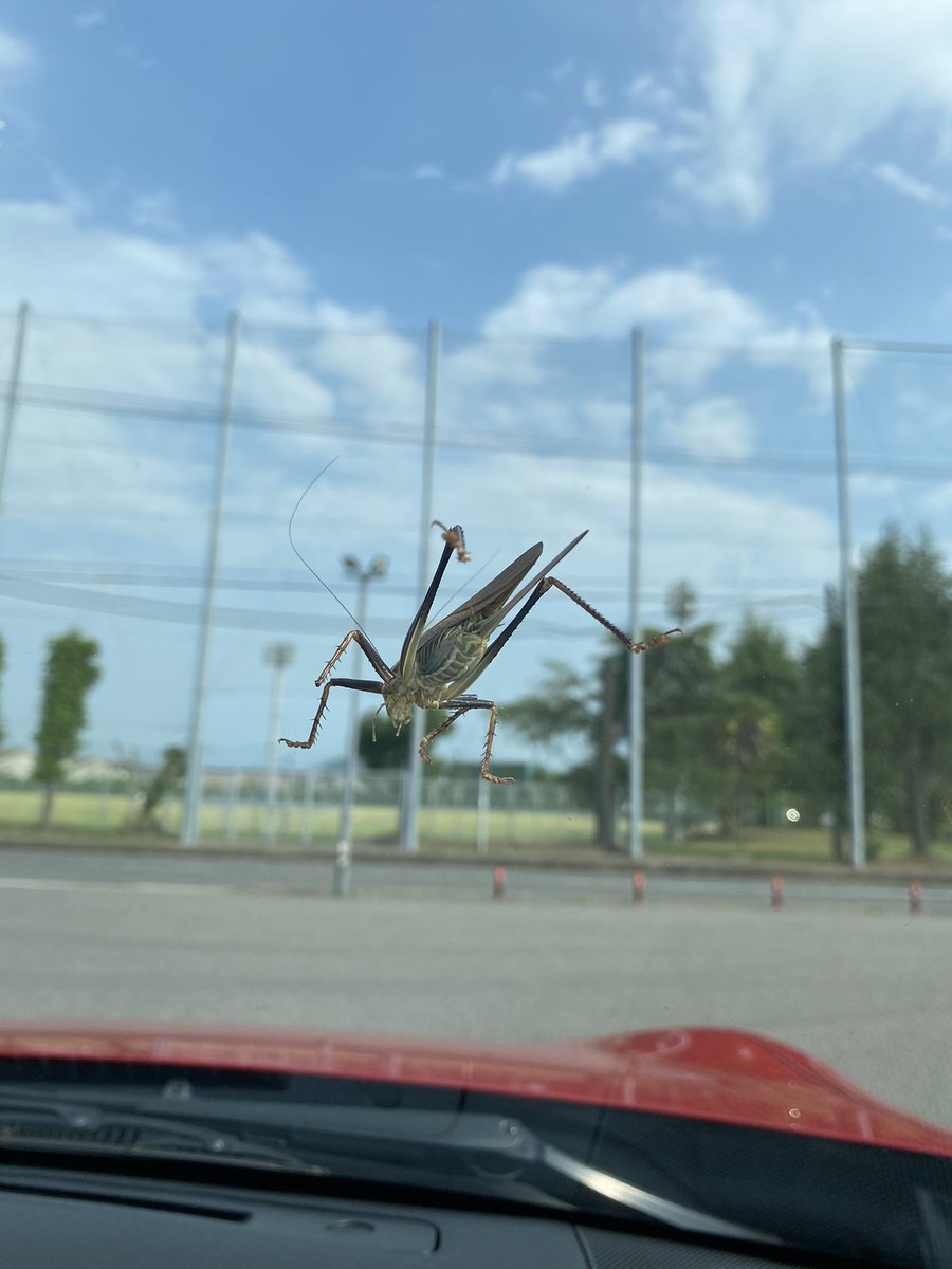 きぃちゃんネル🚘86 (@kiicar86) / Posts / X