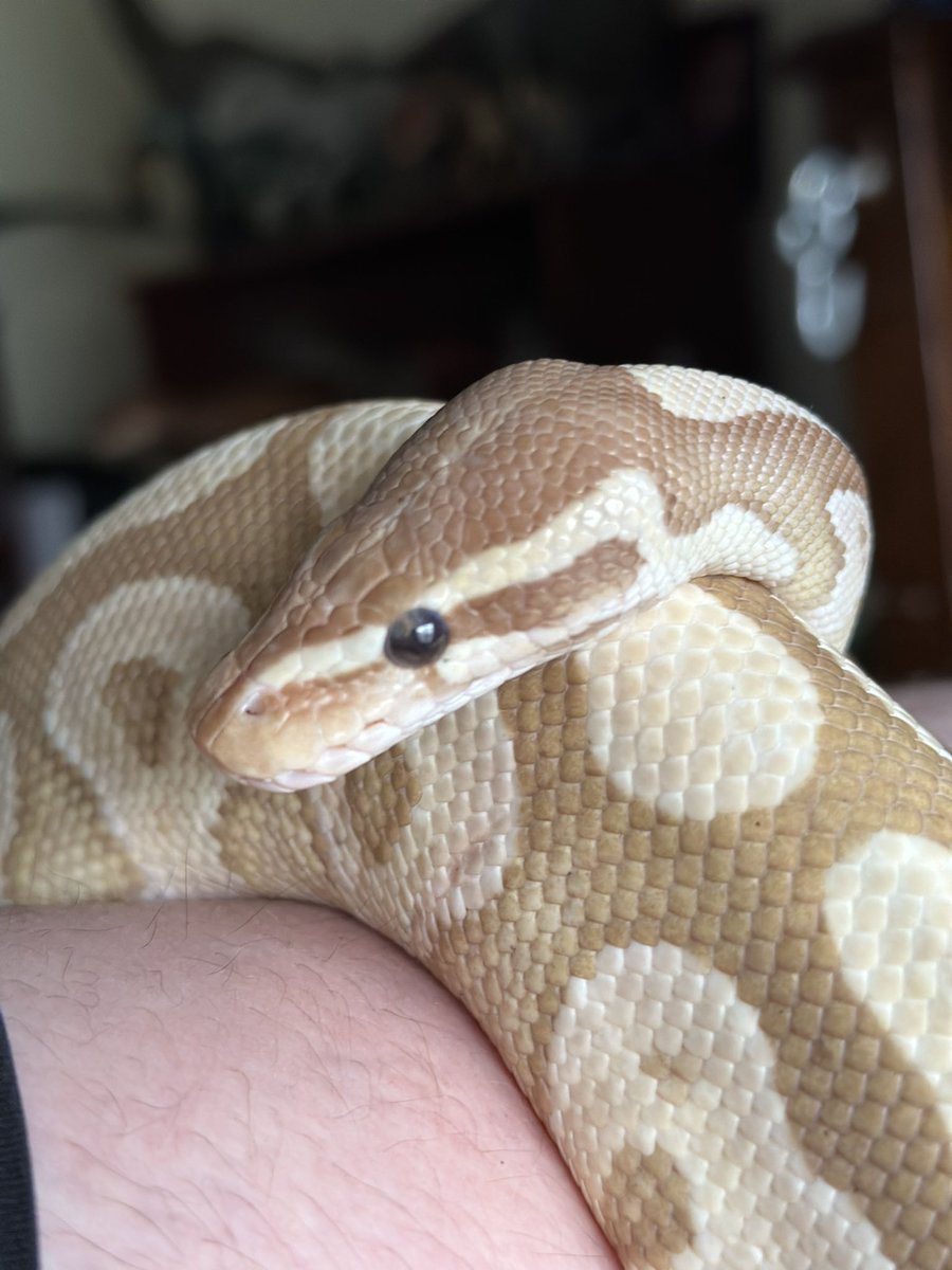 SnakeHGaming's tweet photo. @KaraCorvus This is my baby girl Bella. https://t.co/QleCoBOykV