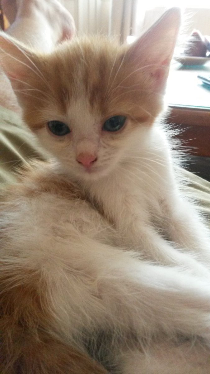 RupeeVon's tweet image. #ThursdayMorning #Cats #CatsOfTwitter #CatsOfX #CatsAreFamily
Happy #ThrowbackThursday , My Friend's.
Sending love from #Yorkshire.
Love RupeeXXX ❤️❤️❤️