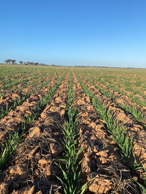 Nitrogen trials at Narembeen: What is the optimum amount of N in a farming system? 
What decisions need to be made in a low rainfall environment?
What are you trying in your area with N strips? 
Maximus Barley 90L, 70L, 40L UAN, and no uan on a medic pasture.
#Riskwise #GGA #GRDC