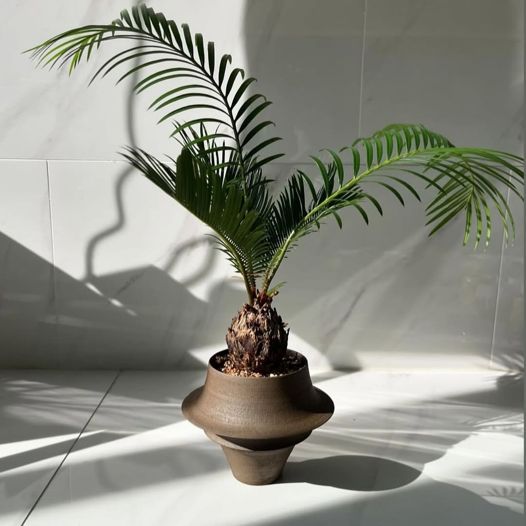植物：蘇鉄・ソテツ（Cycas revoluta） ? 植栽（デザイン）：IG 