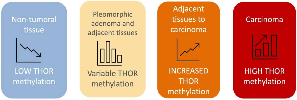 CurrentOncology's tweet image. π
New #Article in #Vol32_Iss6
π "Methylation Status of the Telomerase Reverse Transcriptase Promoter in Parotid Tumours and Adjacent Parotid Gland Tissue: A Pilot Study on the Implications for Recurrence and Development of Malignancy"
π Access here: brnw.ch/21wUcH7