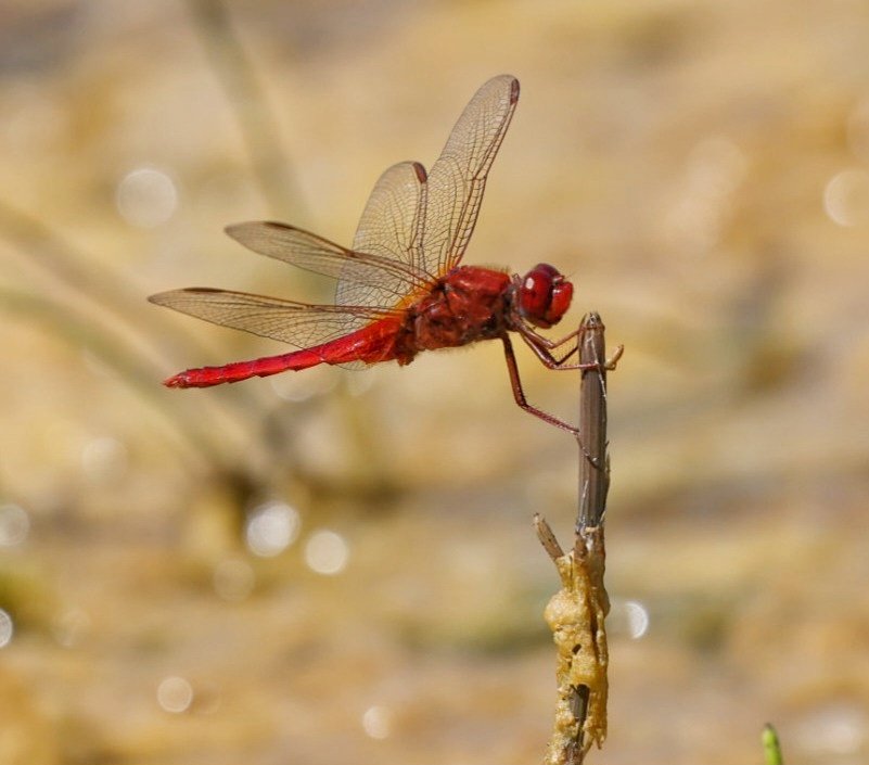 Sharon Towning tweet media