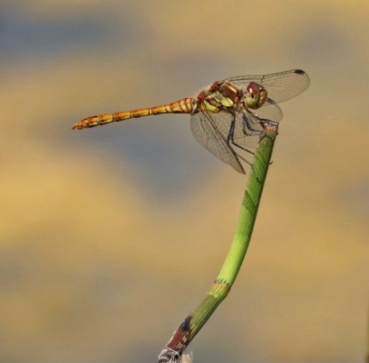 Sharon Towning tweet media