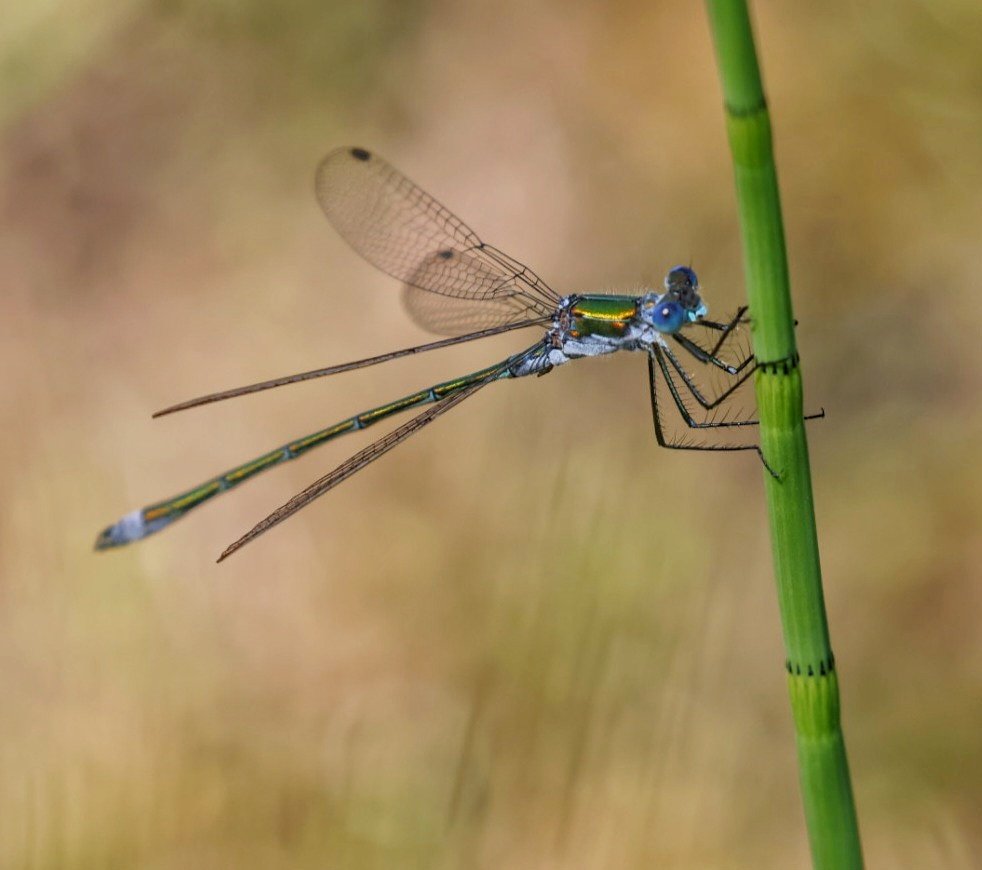 Sharon Towning tweet media