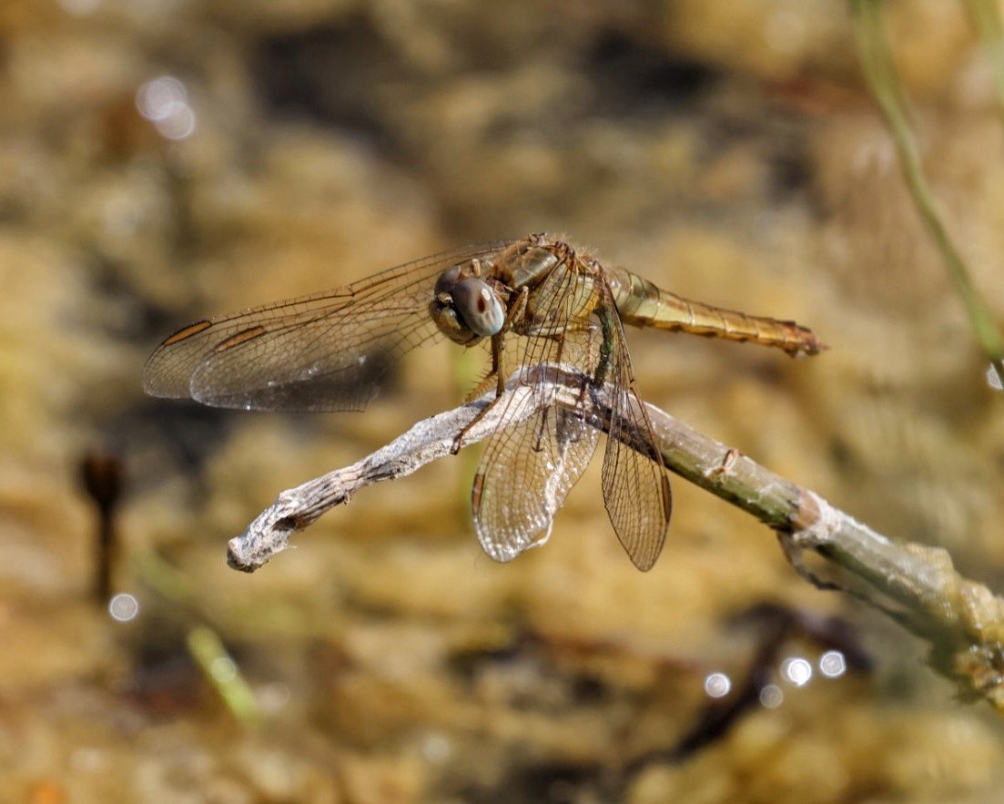 Sharon Towning tweet media