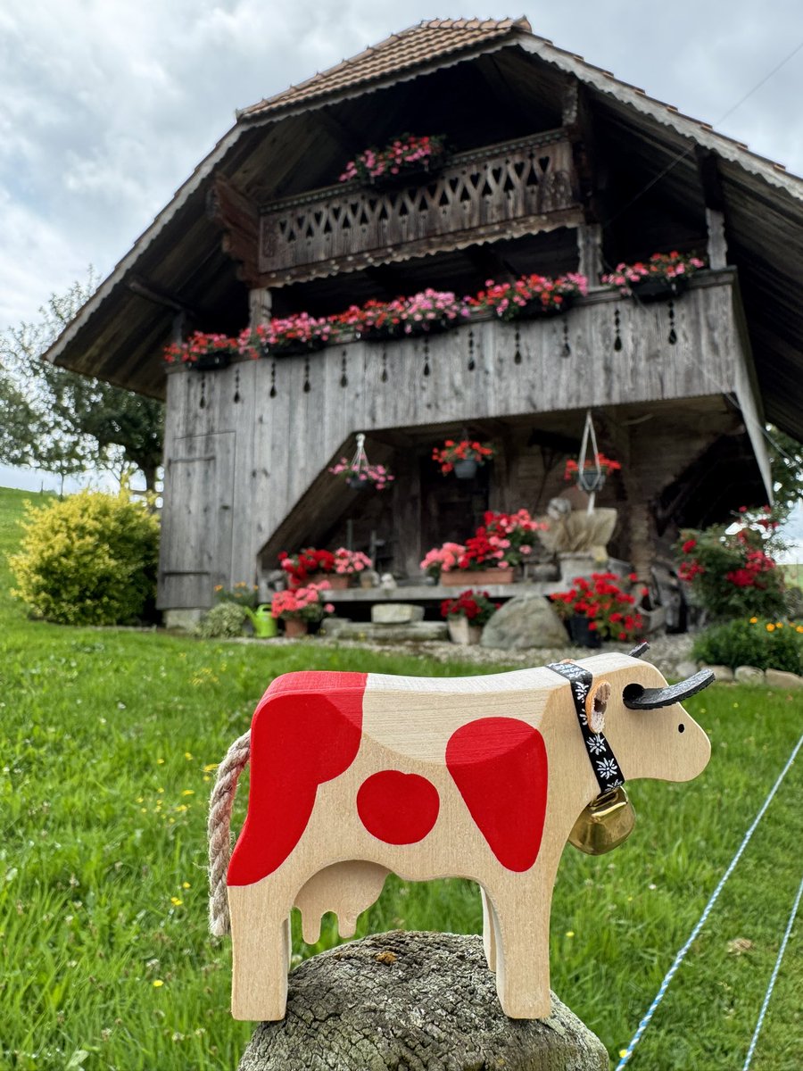 SwissAmbIL's tweet image. Discovered @HappyLilly_ on the Obere Schwand/Geissbühl in the beautiful Emmental. @AbtSwitzerland