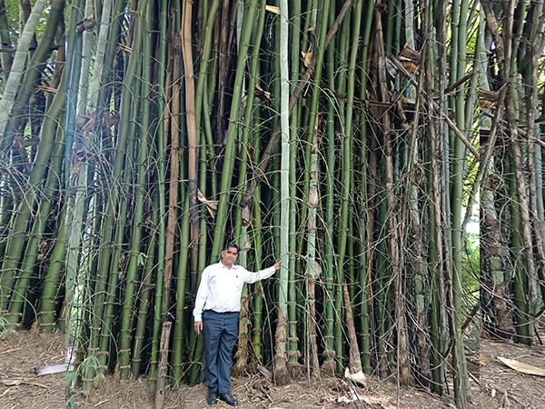ani_digital's tweet photo. Green miracle on grey land: NEERI scientist transforms wasteland into lush bamboo forest at Koradi

Read @ANI Story |   https://t.co/aEoAqSJW8H
#NEERI #wasteland #bambooforest #Koradi https://t.co/nQNyMDqy43
