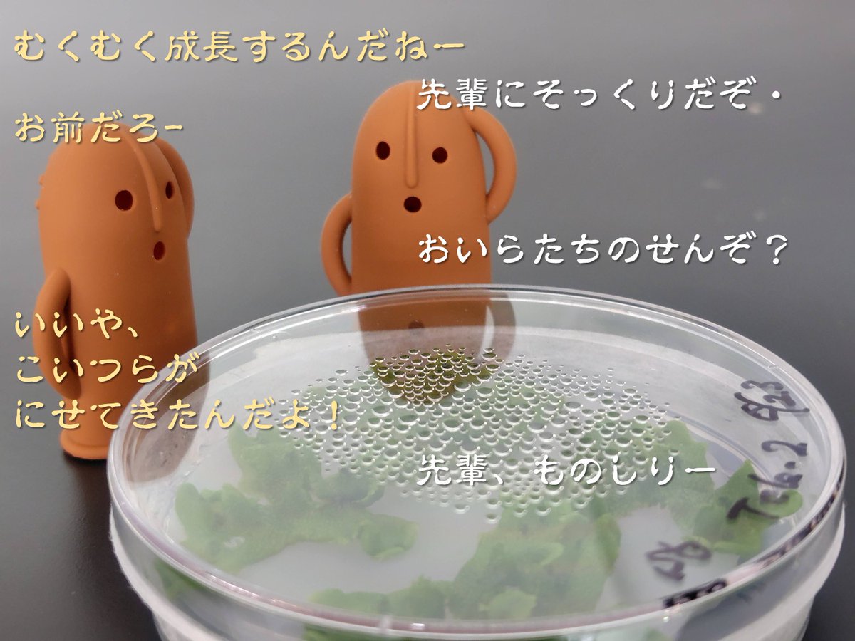 NAIST_BS's tweet image. #バイオエンジニアリング研究室 では、植物の遺伝子発現制御機構を理解し、有用タンパク質を植物で高生産するための基盤技術の開発や、表現型を制御する仕組みの解明を行っています😎写真はタバコ,ゼニゴケとミヤコグサです🌱💪
#加藤晃研 #NAISTバイオ