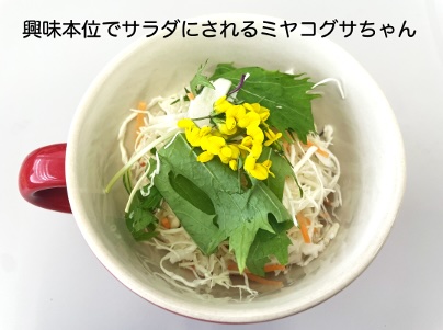NAIST_BS's tweet image. #バイオエンジニアリング研究室 では、植物の遺伝子発現制御機構を理解し、有用タンパク質を植物で高生産するための基盤技術の開発や、表現型を制御する仕組みの解明を行っています😎写真はタバコ,ゼニゴケとミヤコグサです🌱💪
#加藤晃研 #NAISTバイオ
