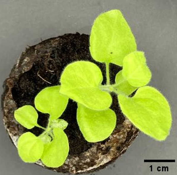 NAIST_BS's tweet image. #バイオエンジニアリング研究室 では、植物の遺伝子発現制御機構を理解し、有用タンパク質を植物で高生産するための基盤技術の開発や、表現型を制御する仕組みの解明を行っています😎写真はタバコ,ゼニゴケとミヤコグサです🌱💪
#加藤晃研 #NAISTバイオ