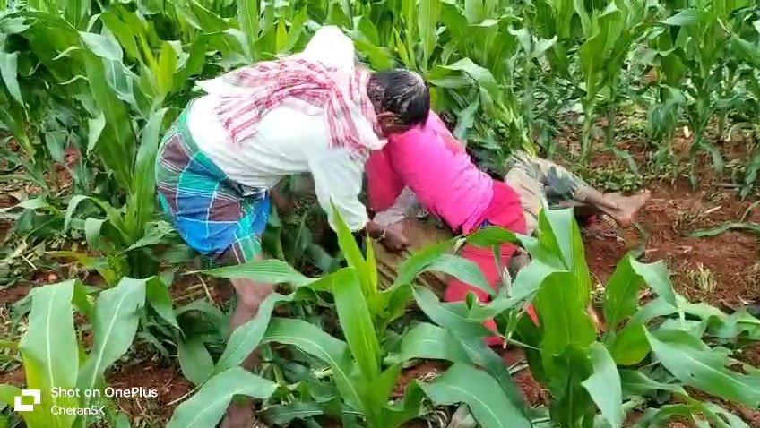 ದಾವಣಗೆರೆ: ಜಮೀನಿಗೆ ಕಾಡು ಹಂದಿಗಳ ದಾಳಿ. ಹಳೇ ವೈಷಮ್ಯವೂ ಇದ್ದ ಹಿನ್ನೆಲೆ, ಫಾರೆಸ್ಟ್ ವಾಚರ್ ತಿಪ್ಪೇಶ್ ಮೇಲೆ ಹ*ಲ್ಲೆ. ಜಗಳೂರು ತಾಲೂಕಿನ ಗೋಡೆ ಗ್ರಾಮ.
ರಂಗಪ್ಪ, ಹಾಗೂ ಪುತ್ರ ಬಸವರಾಜ್. ರಂಗಯ್ಯದುರ್ಗ ಅರಣ್ಯದ ಪ್ರದೇಶಕ್ಕೆ  ಹೊಂದಿಕೊಂಡ ಜಮೀನು.
<a href="/aranya_kfd/">Karnataka Forest Department</a>