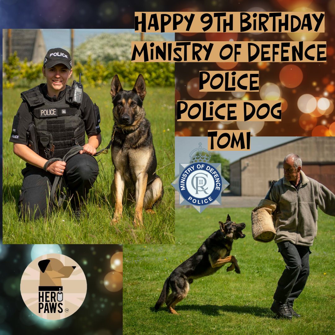Heropawsuk's tweet image. Happy 9th Birthday Retired Ministry of Defence Police Dog Tomi
🎊🎊🎊🎊🎊🎊🎊🎊🎊🎊🎊🎊🎊🎊🎊🎊
Year one of retirement in the bag, Tomi has not long celebrated his 2nd Retireiversery
and he is living his best life.
Mod Plod PD Tommi hung up his harness in April 2024 and got to…