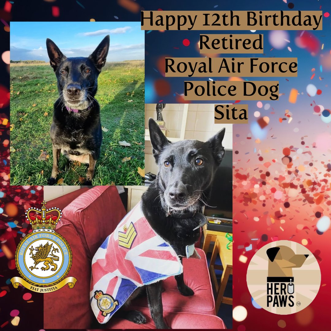 Heropawsuk's tweet image. Happy 12th Birthday Retired Royal Air Force Police Dog Sita (sorry we're late)
🎊🎊🎊🎊🎊🎊
The beautifulest 12 years young retired police officer Sita hung up her harness in 2022 and moved in with her amazing hooman guardian and is living her best life of love and creature…