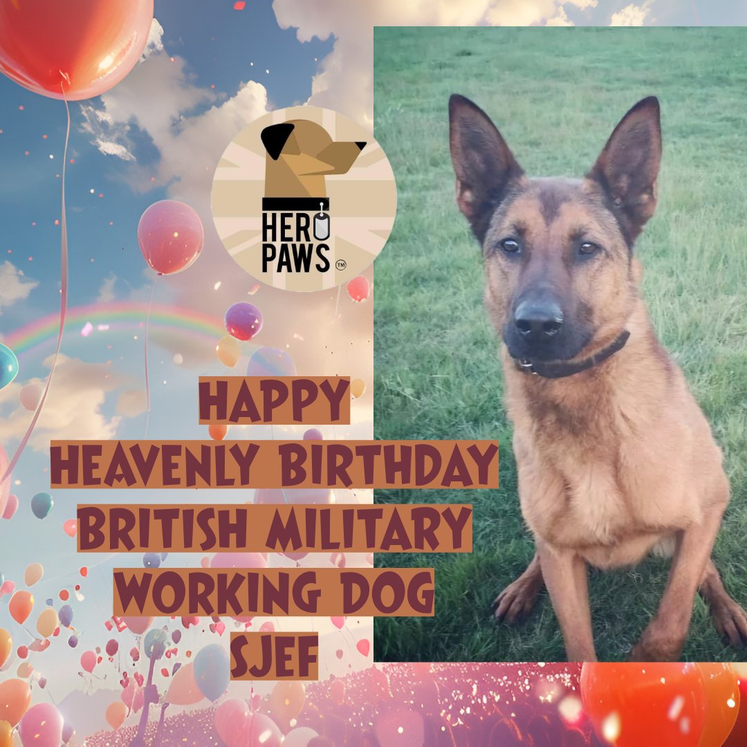 Heropawsuk's tweet image. Happy Heavenly Birthday British Army RMWD Sjef
Lest We Forget Retired Royal Air Force Police dog Sjef 🥀💔♥️
15.07.12 - 22.04.24
After a great time in service and an amazing 4 year retirement of love and adventures, our hero crossed the rainbow bridge 🌈🐾
From his hooman…