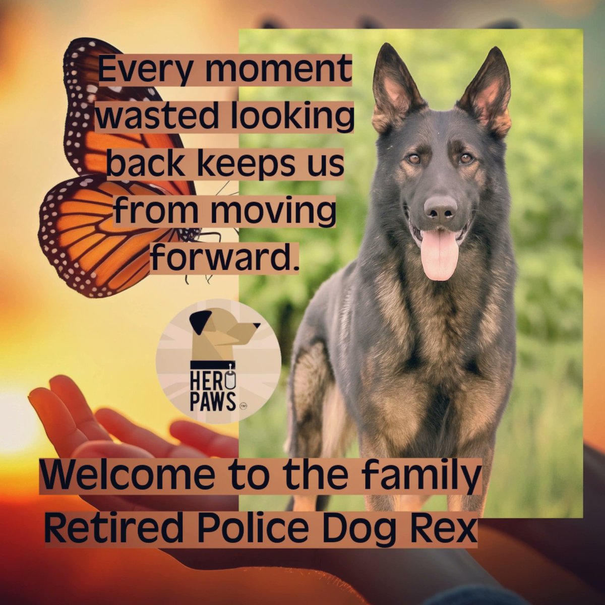 Heropawsuk's tweet image. Welcoming retired police dog Rex to our clan
Rex story is so sad, and although it doesn't happen often, it does happen, but we will always be here to pick up the pieces and help write a new amazing chapter for them
So where does Rex story end and his new chapter begin. A few…