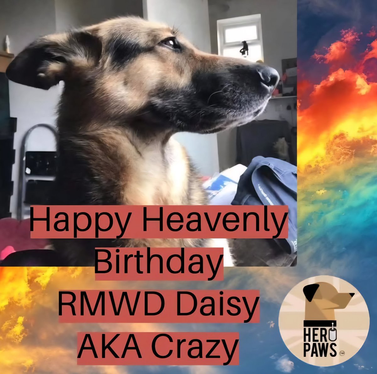 Heropawsuk's tweet image. Happy heavenly birthday ex military protection dog Crazy Daisy
🌈🌈🌈🌈🌈🌈🌈🌈🌈🌈🌈🌈
You would have been 15 today. Your body aged too quickly, and u left as far too soon
Crazy Daisy 😍
Sometimes, the first homes dont work out, and for this girl, it may not have, but when…