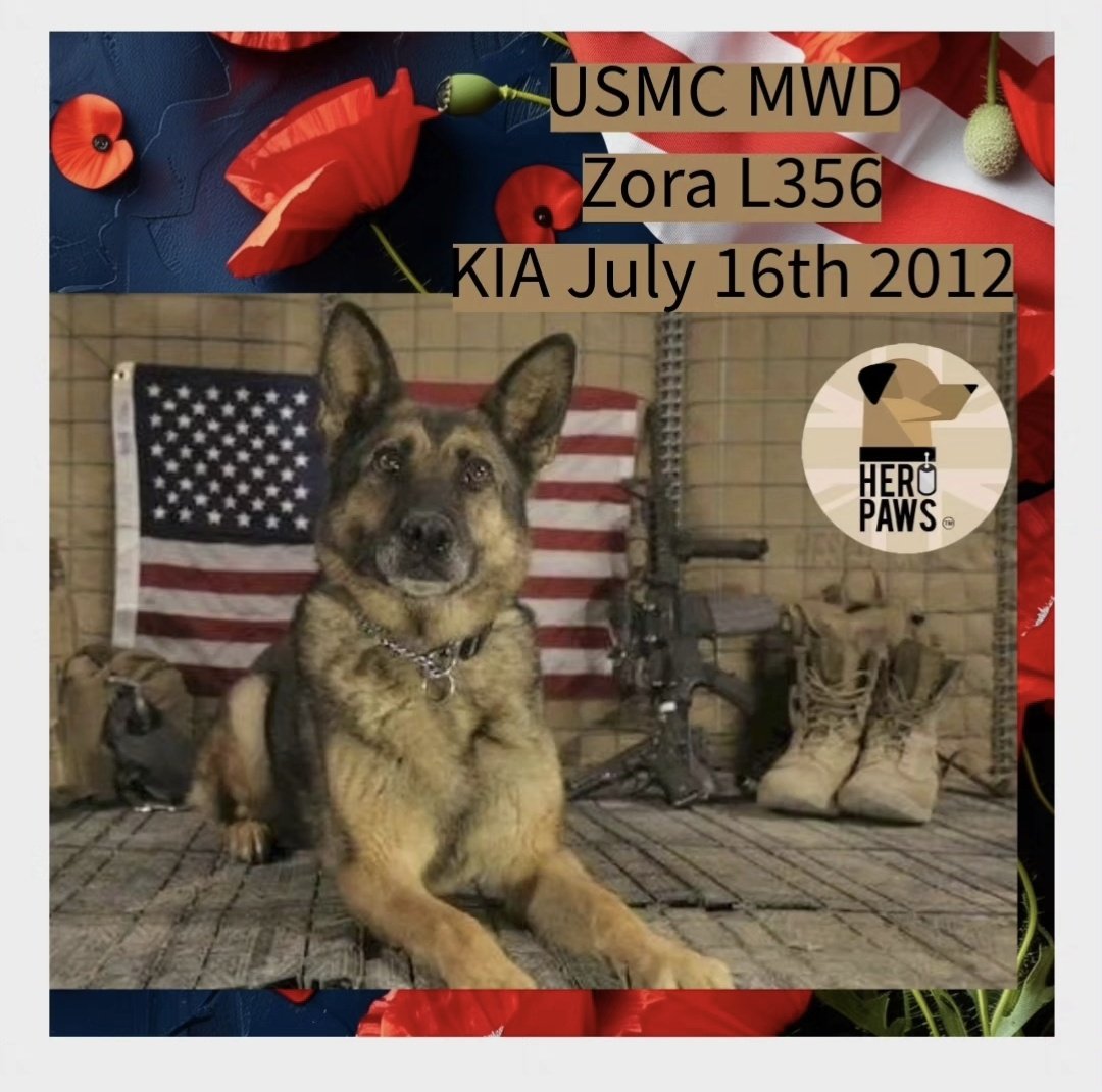 Heropawsuk's tweet image. Remembering US Marine PEDD Zora L356, who was KIA, July 16th, 2012, Afghanistan OEF
We thank you for your dedication to your country and force and will honour and remember your name 🫡🇺🇸🥀🕊
Lance Corporal Kent Ferrell and his MWD, Zora: Lance Cpl. Ferrell, 22, of Bel Air,…