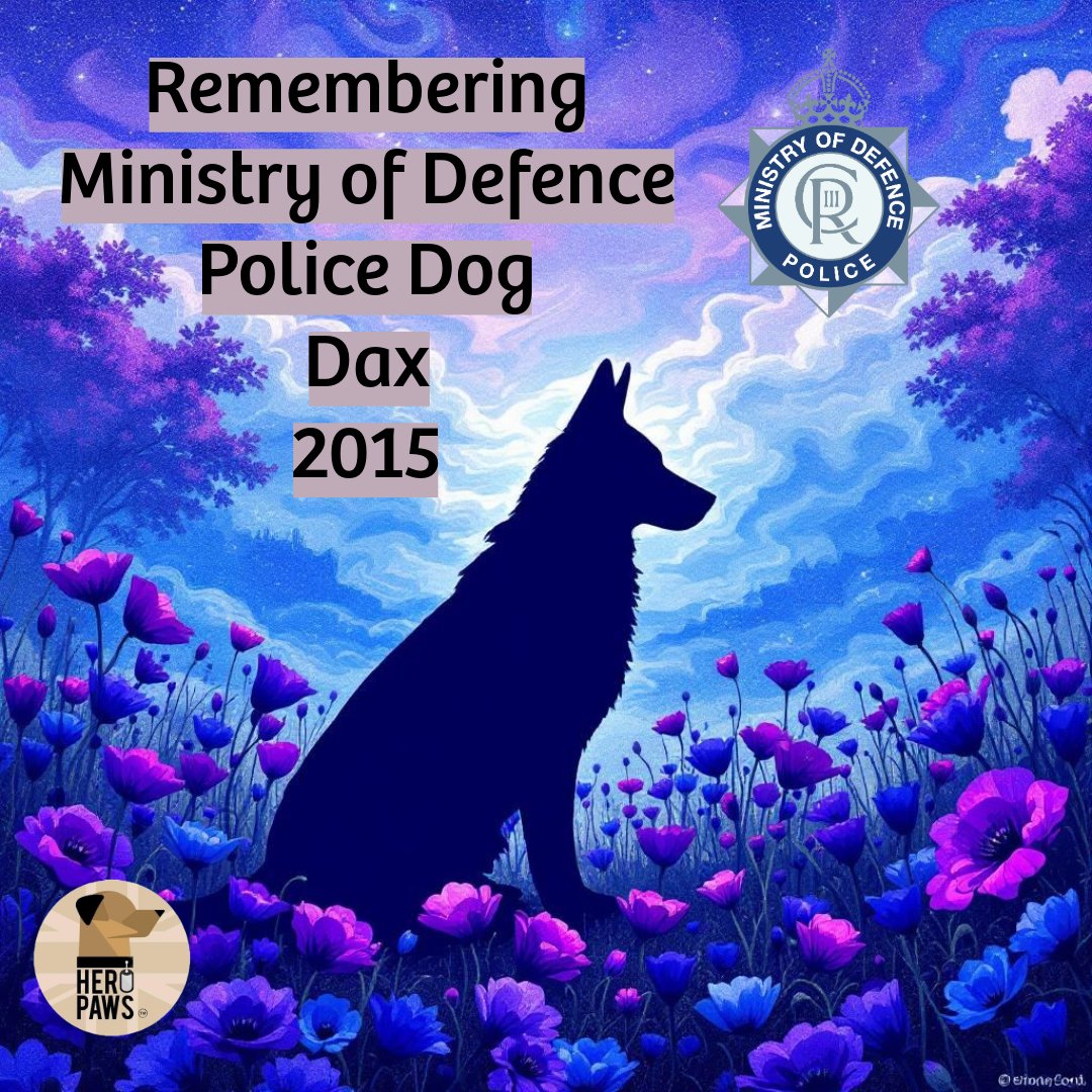 Heropawsuk's tweet image. Remembering Ministry of Defence Police Dog Dax, who sadly crossed the rainbow bridge 2015
7 year old Dax had served for the MOD for 6 years and was a great asset to his guardian and team.
On veterinary investigation of reoccurring illness, it was discovered PD Dax had an…