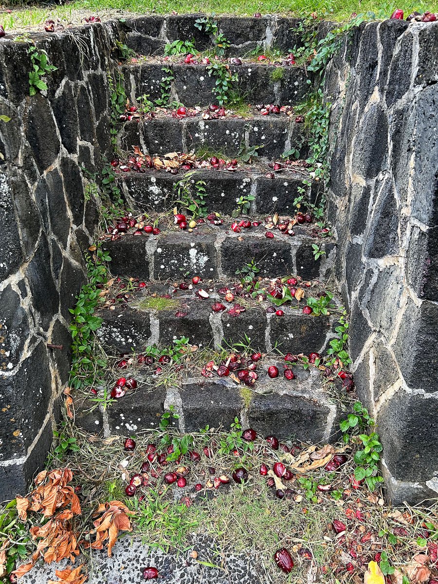 joeyartist's tweet image. Fallen mountain apples going to waste at the Hawai'i Nature Center.