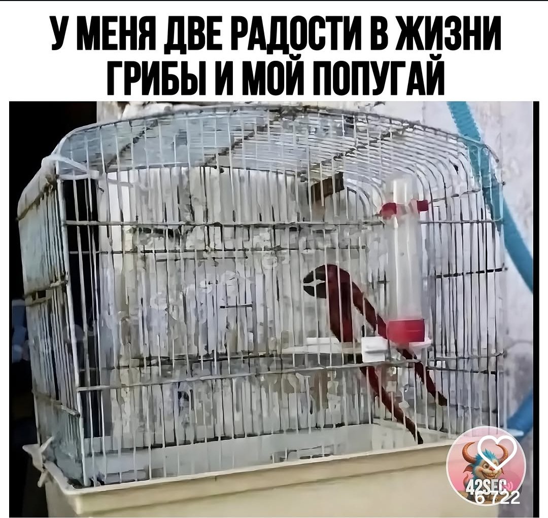 Пирожок с макаронами (@optimi3ator) on Twitter photo 