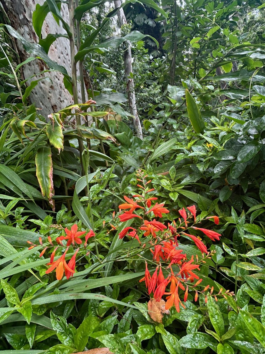 joeyartist's tweet image. Beautiful, but miserable hike in the rain, 5-miles today. The 5% chance of rain today found me for about 1/3 of the hike!