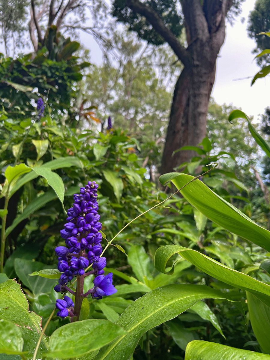 joeyartist's tweet image. Beautiful, but miserable hike in the rain, 5-miles today. The 5% chance of rain today found me for about 1/3 of the hike!