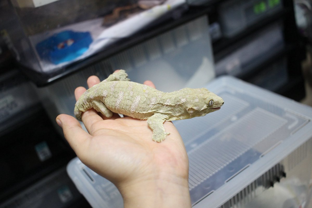 리키에너스도 같이 살고 있다. 얘는 바질. 올리브라는 친구 하나 더 있고.