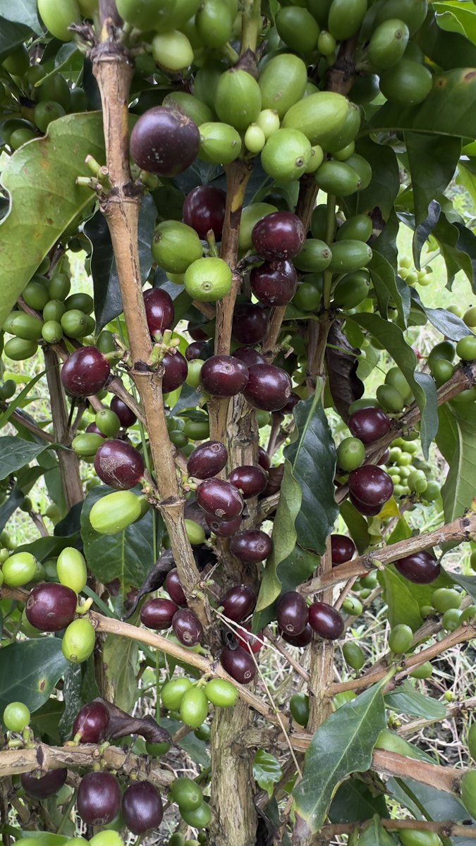 Mr.capacho Coffee, un derroche de sabor☕️®️🇨🇴🏔️