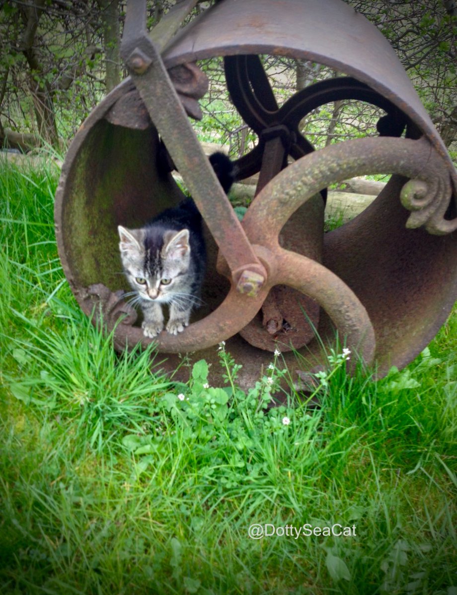 When I was a tiny pinch o’ salt, I knew how to have a wheely good time! Happy #ThrowbackThursday😹🐾🤗#cats #CatsOfTwitter